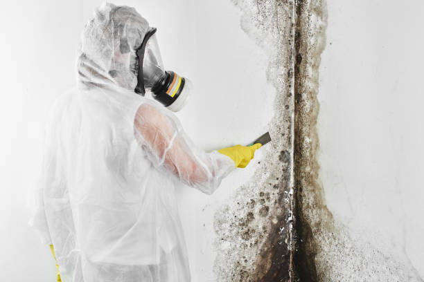 Best Mold Remediation for Vacation Homes  in Ellisville, MO