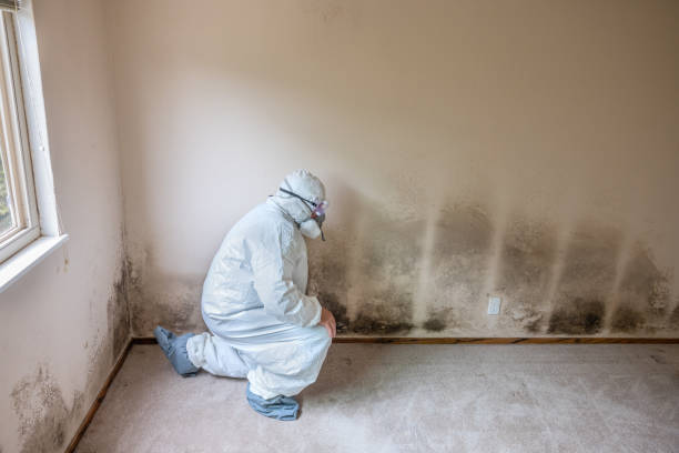 Mold Remediation for Vacation Homes in Ellisville, MO